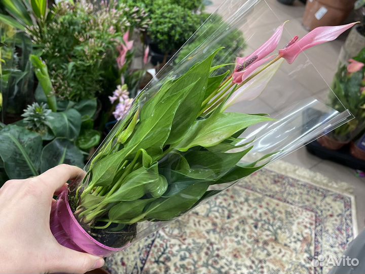 Антуриум лилли