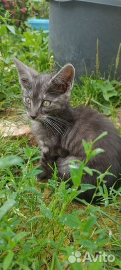 Котята мейн-кун бесплатно полукровки