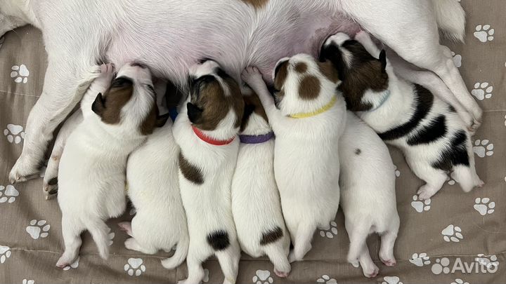 Щенки джек рассел терьер гладкошерстный