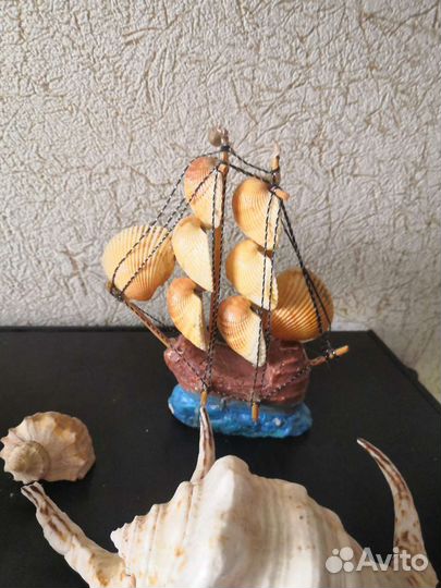 Ракушки большие