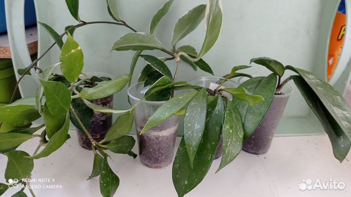 Укорененные черенки сортовых хой, сосновая кора 3л