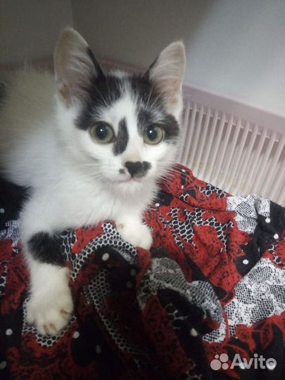 Котенок