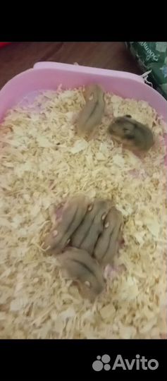 Джунгарские хомячки