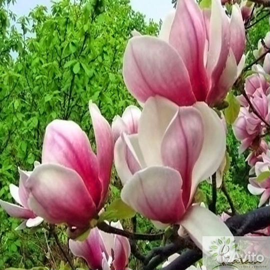 Магнолия грандифлора