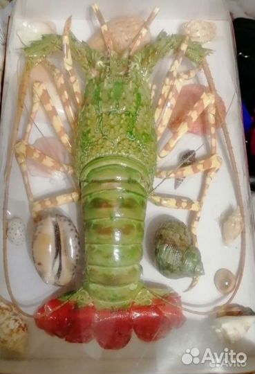 Ракушки звезды сувениры омар