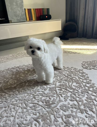 Мальчик мальтезе (мини) ищет подружку