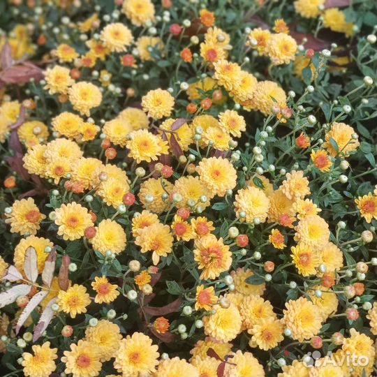 Хризантемы