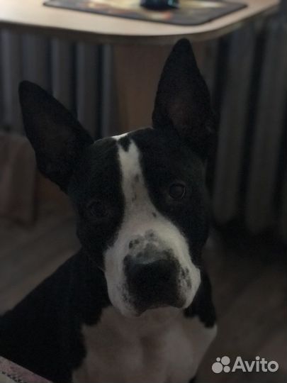 Питбультерьер вязка