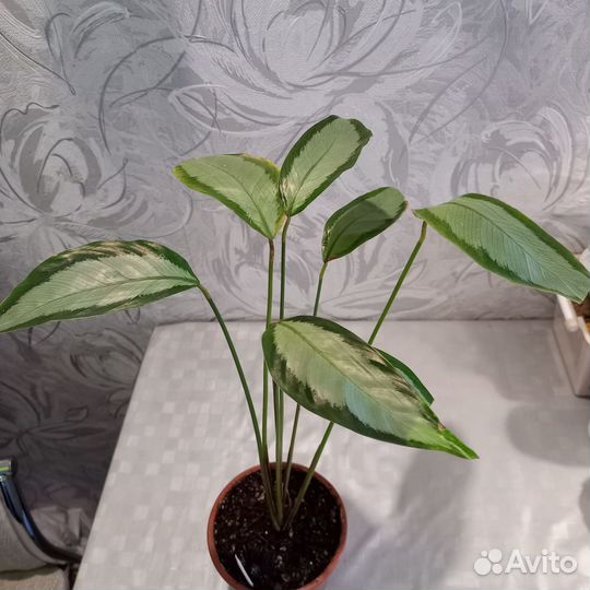 Цветы комнатные