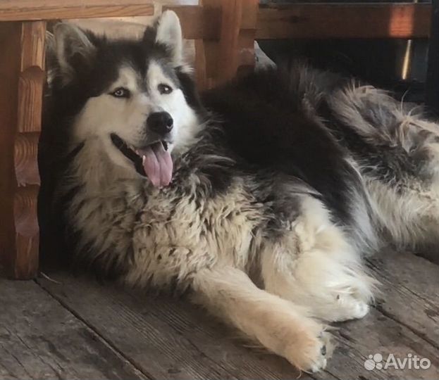 Маламут помесь с хаски