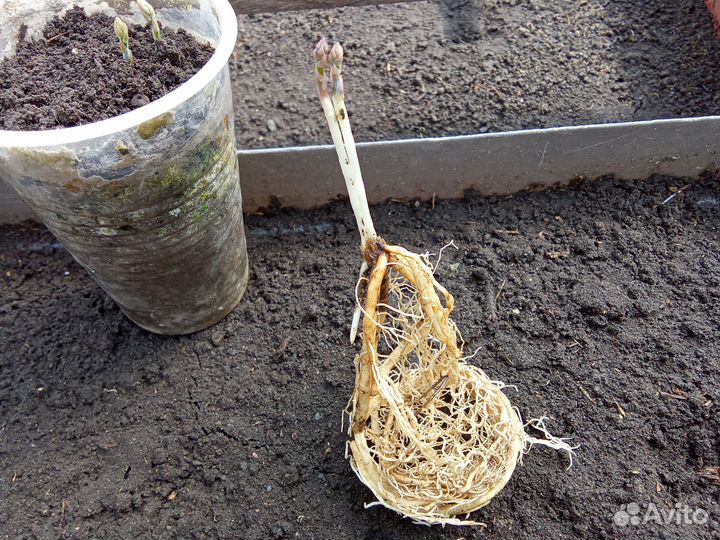 Аспарагус (Спаржа)