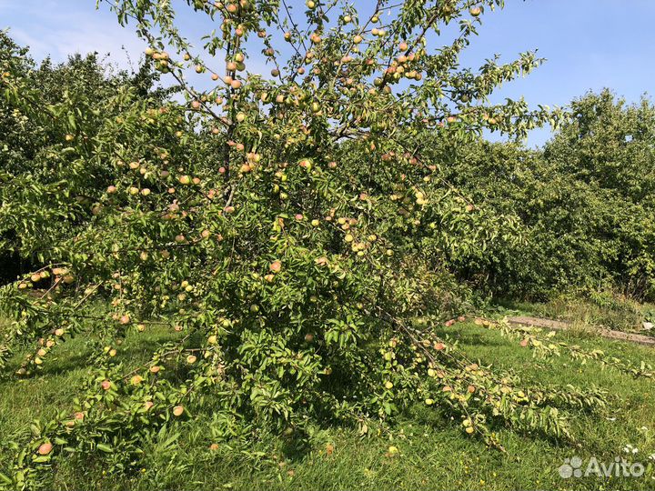 Яблоки изумительные