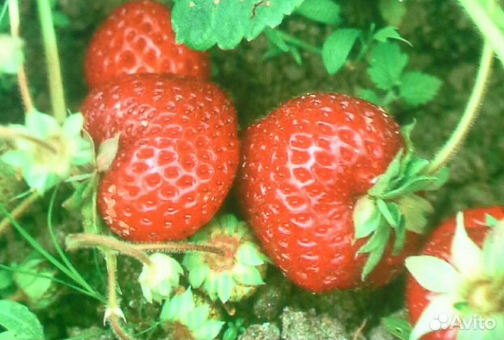 Продаю рассаду Клубники 3 сортов