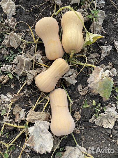 Тыква матильда