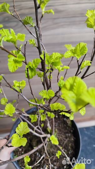 Саженцы пузыреплодник(разные сорта)