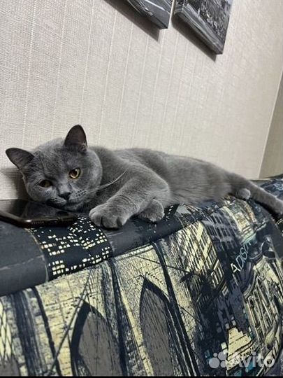 Кот британец 2 года