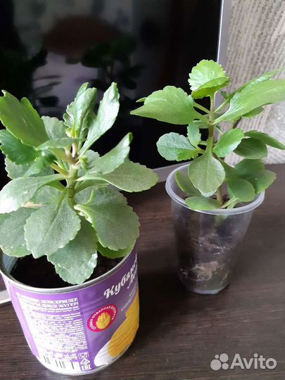 Каланхоэ цветущий