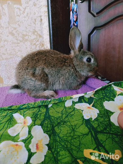 Декоративные кролики
