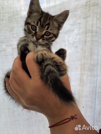 Кошка в дар бесплатно
