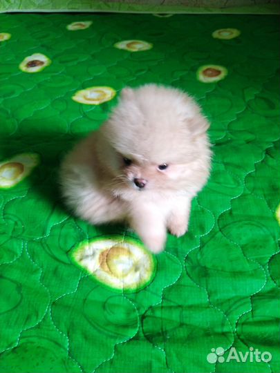 Щенки шпица