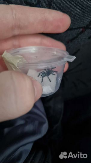 Паук-птицеед Caribena (Avicularia versicolor)
