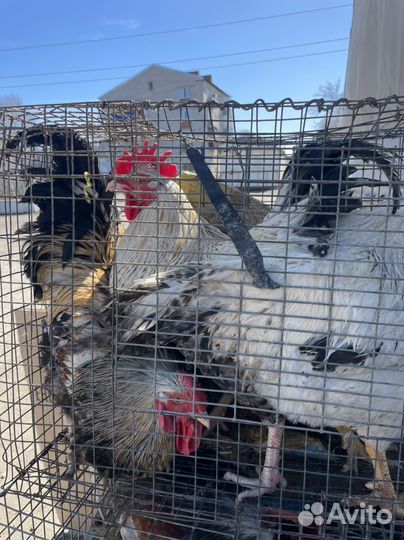 Куры молодки петухи