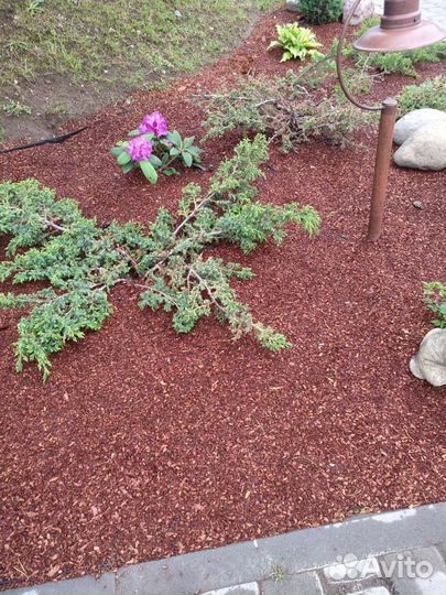 Мульча из коры лиственницы и сосны