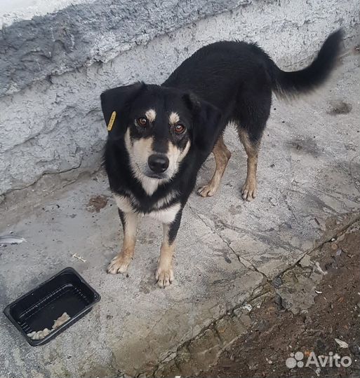 Собака в добрые руки