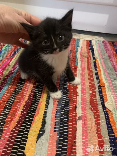 Кошка в дар