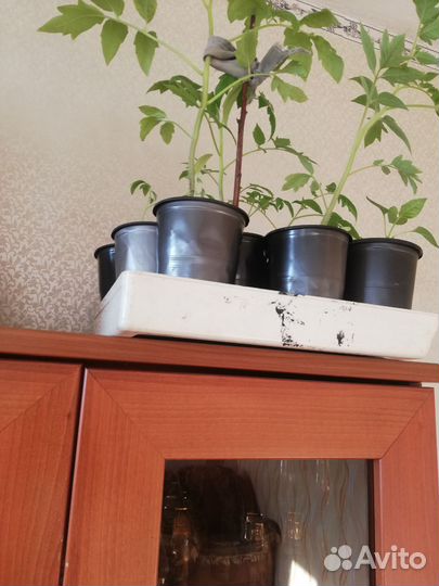 Рассада помидор