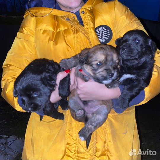 Отдам в добрые руки