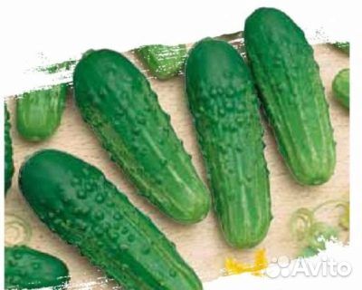Рассада огурцов
