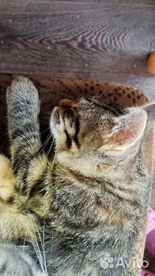 Котята ищут дом, читай в описании