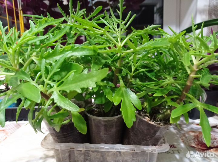 Алоэ, каланхоэ