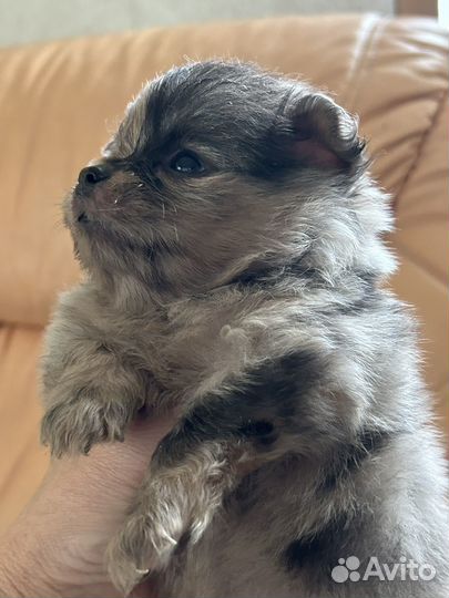 Щеночки шпица