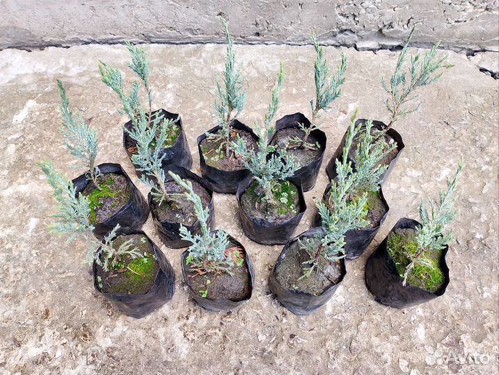 Саженцы Растений