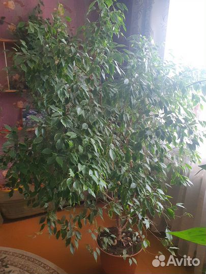 Фикус Бенджамина