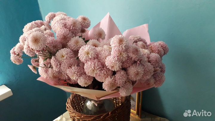 Хризантема корейская