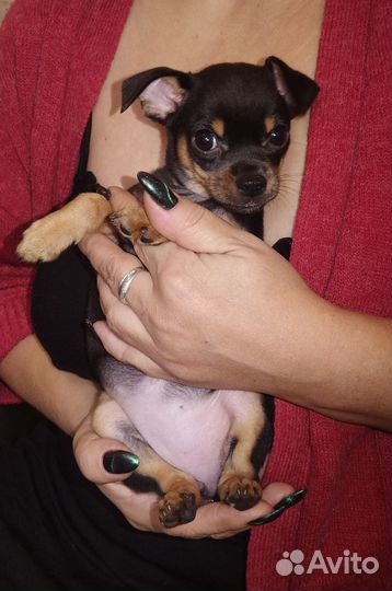 Той-терьер щенки