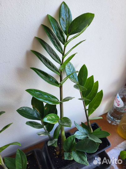 Замиокулькас