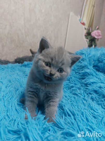 Британские котята