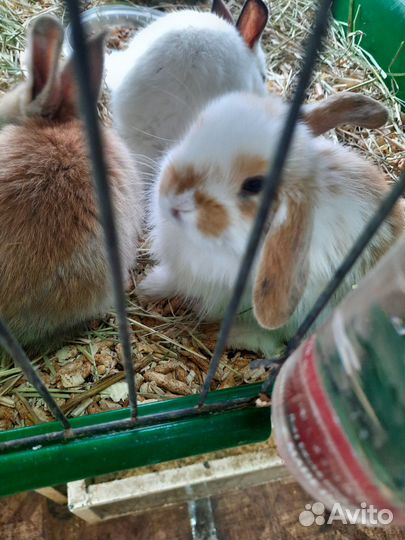 Декоративные кролики