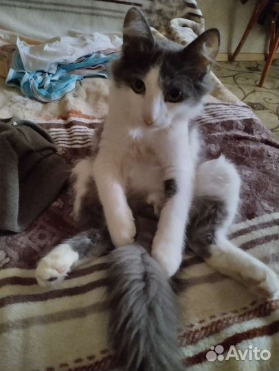 Кошка в дар