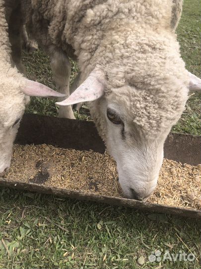 Баран меринос