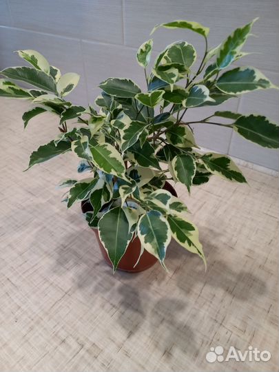 Фикус Бенджамина