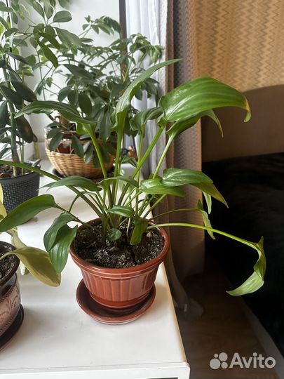 Комнатные цветы