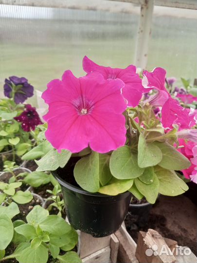 Рассада помидор