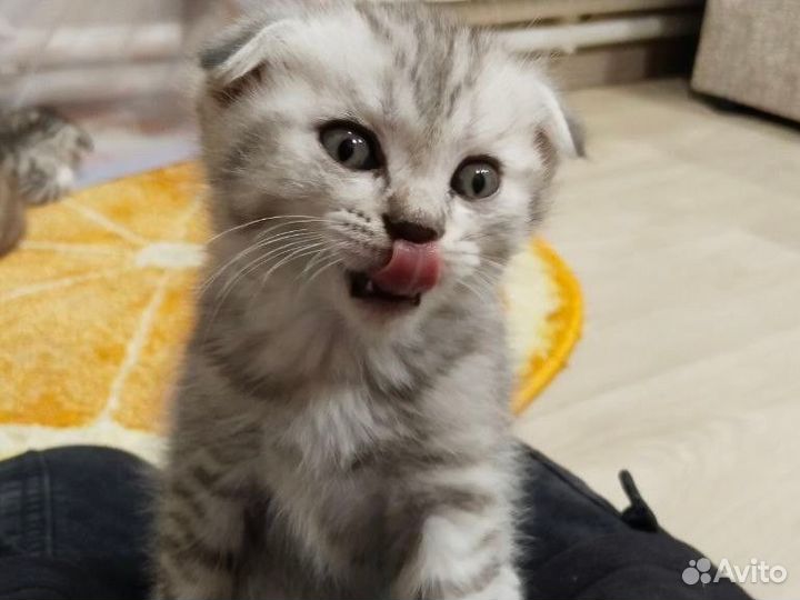 Шотландская