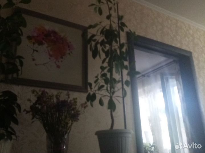 Фикус Бенджамина