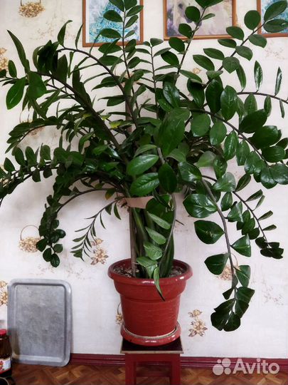 Комнатные растения цветы большие